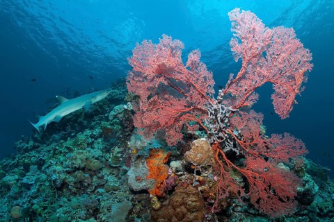 Whitetip reef shark (Triaenodon obesus) Knotted Fan Coral (Melithaea ochracea)