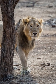 Asiatic lion (Panthera leo persica)