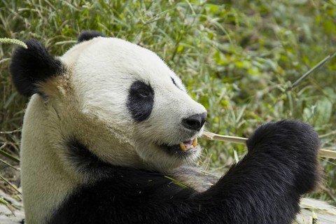 Giant Panda (Ailuropoda melanoleuca) adult