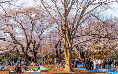 Japanese picnic under cherry blossoms in Yoyogi Park at Hanami Fest