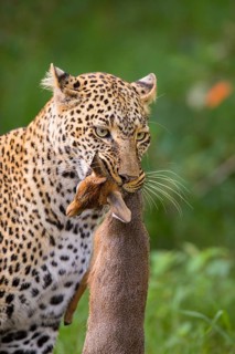 Leopard (Panthera pardus) with captured Kirk's Dik-dik (Madoqua kirkii)