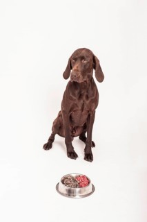 German Shorthaired Pointer sitting in front of a bowl of raw meat