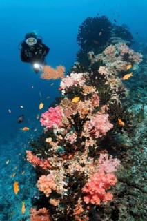 Divers looking at coral reef with Dendronephthya klunzingeri soft coral (Dendronephthya klunzingeri) on coral reef