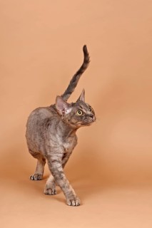Purebred Devon Rex cat