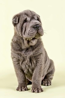 Shar Pei puppy