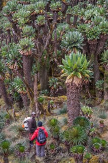 Young woman and trekking guide walk beside Giant Groundsels (Dendrosenecio) in the Rwenzori Mountains