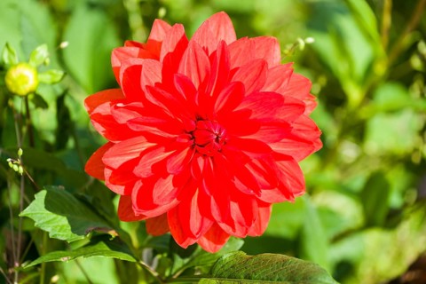 The blossom of a Dahlia 'Stadt Spremberg'