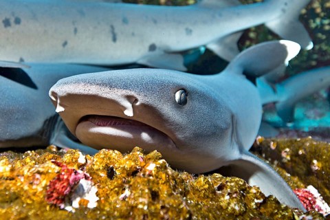 Whitetip Reef Sharks (Triaenodon obesus) at their resting place