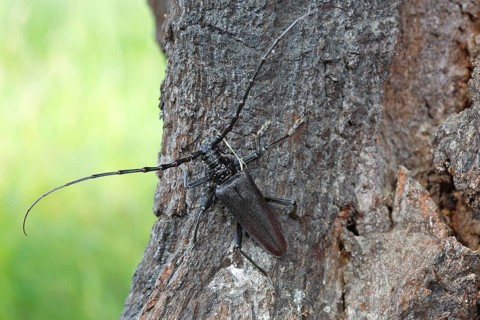 Great Capricorn Beetle (Cerambyx cerdo) in the biotope