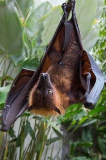 Large Flying Fox (Pteropus vampyrus) hanging in a tree