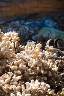 Partly protected species of coral for making jewelry and decoration in a factory
