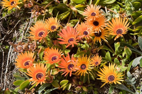 Ice Plants (Dorotheanthus bellidiformis)