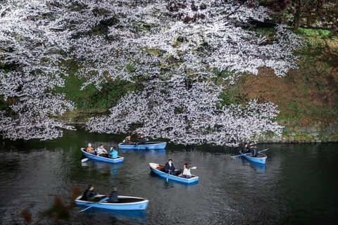 Canal with rowing boats in front of blooming cherry trees on a canal at night