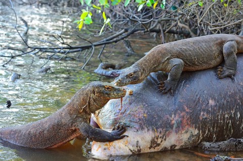 Komodo Dragons (Varanus komodoensis) feeding on the carcass of a buffalo that died in the mangrove area