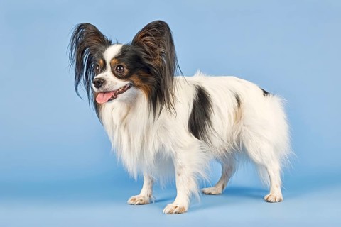 Papillon