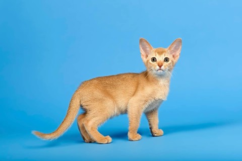 Abyssinian kitten