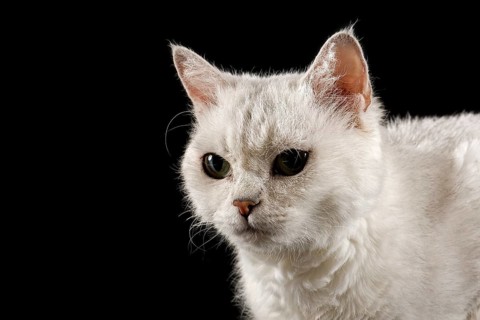 Selkirk Rex cat