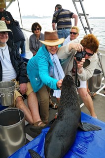 Cape Fur Seal (Arctocephalus pusillus) is photographed on a tourist boat in Walvis Bay City
