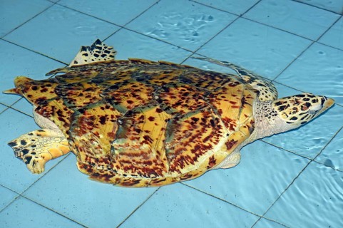 Hawksbill sea turtle (Eretmochelys imbricata)