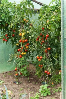 Protected Tomato plants (Solanum lycopersicum) with fruits in a cottage garden