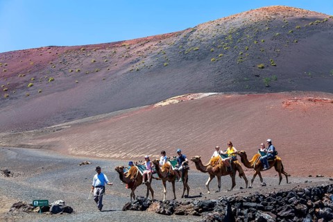 Dromedary camels