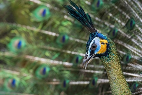 Java Peafowl or Green Peafowl (Pavo muticus)