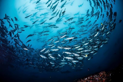 School of bigeye trevally fish (Caranx sexfasciatus) and large school of scalloped hammerhead sharks (Sphyrna lewini) behind