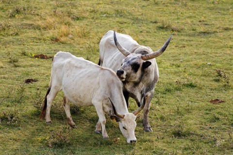 Cow and bull