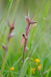 Long Lipped Serapias (Serapias vomeracea)