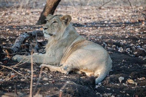 Asiatic lion (Panthera leo persica)