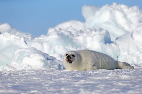Harp Seal or Saddleback Seal (Pagophilus groenlandicus