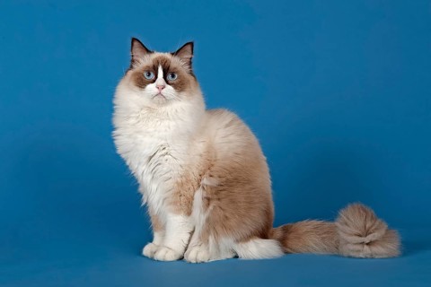 Ragdoll