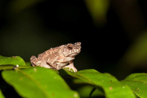 Crested Toad (Ingerophrynus divergens)