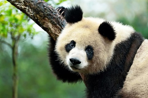 Giant Panda (Ailuropoda melanoleuca) perched on a tree