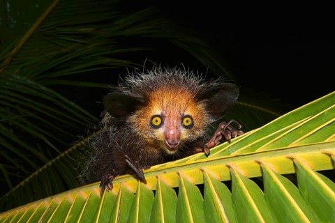 Aye-Aye (Daubentonia madagascariensis) on a palm frond