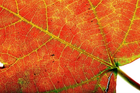 Autumn leaf