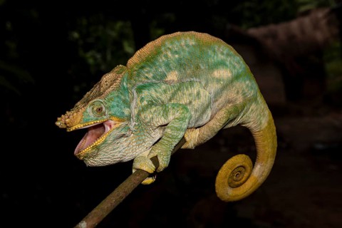 Parson's chameleon (Calumma parsonii)