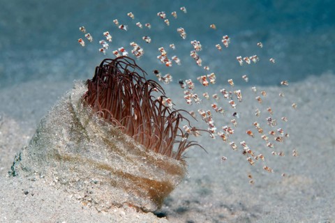 Shoal of tiny floating shrimp (Idiomysis tsurnamali) on Tube-dwelling anemone (Ceriantharia)