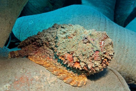 Reef stonefish (Synanceia verrucosa) on amphora