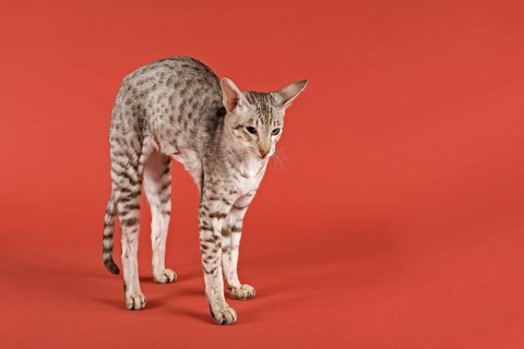 Oriental Shorthair cat