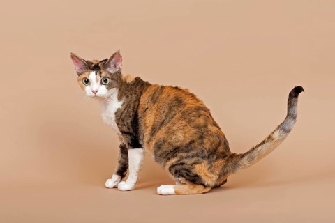 Devon Rex cat