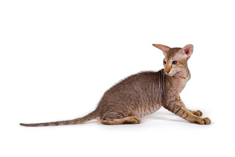 Peterbald kitten