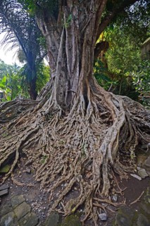 Aerial roots of a Ficus tree in the Tirta Empul Water Temple