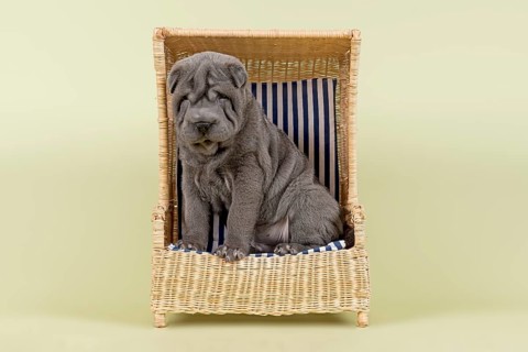 Shar Pei puppy