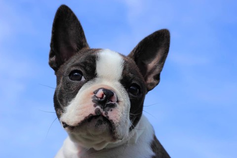 Boston Terrier bitch