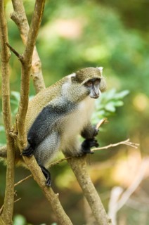 White-lipped Guenon