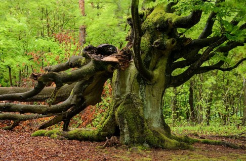 Old Beech Tree (Fagus sylvatica)