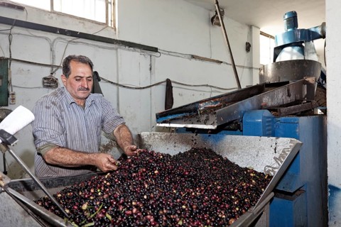 Man sorting leaves from olives