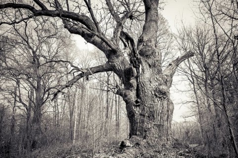 Old English oak (Quercus robur)
