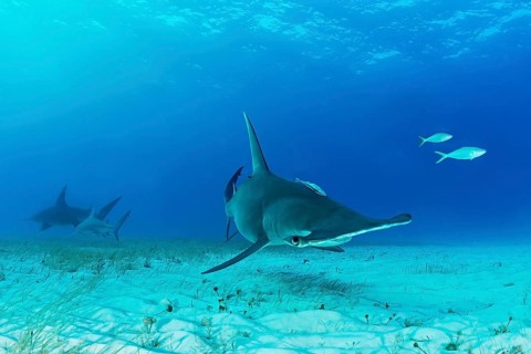 Great hammerhead shark (Sphyrna mokarran)